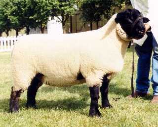 Female Champion National Sale 1999