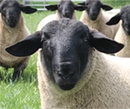 Bentley Suffolk Ram Lambs