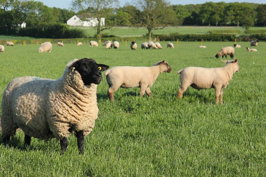 Bentley Hybrid ram lambs at 9 weeks old