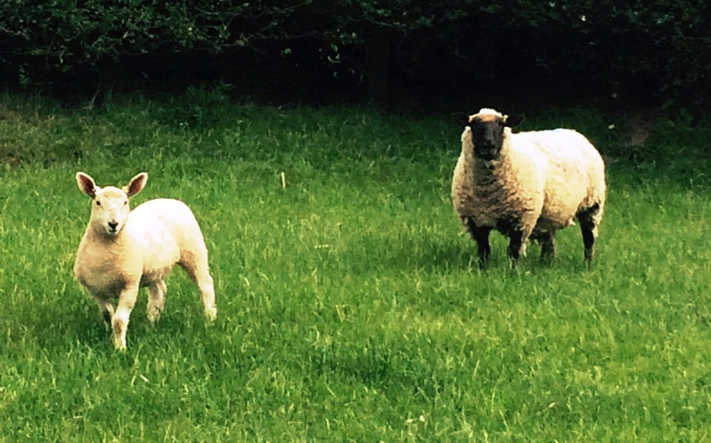 Bentley Halfbreds Flock History