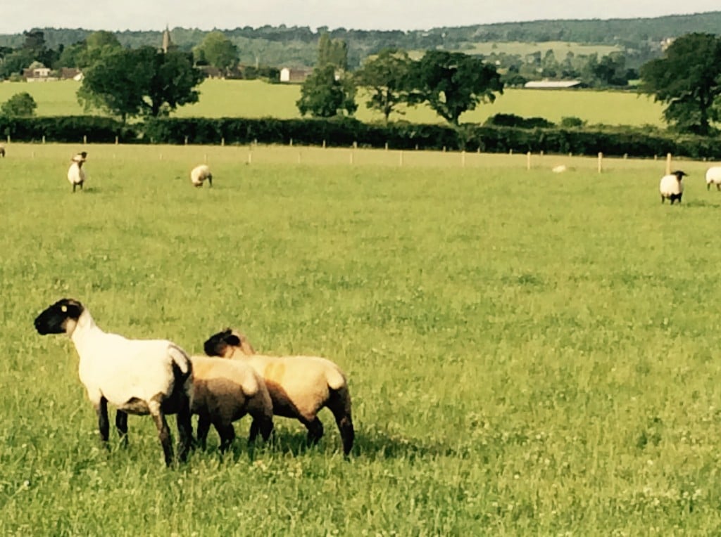 Bentley Suffolk Shearling Rams - ewe with lambs