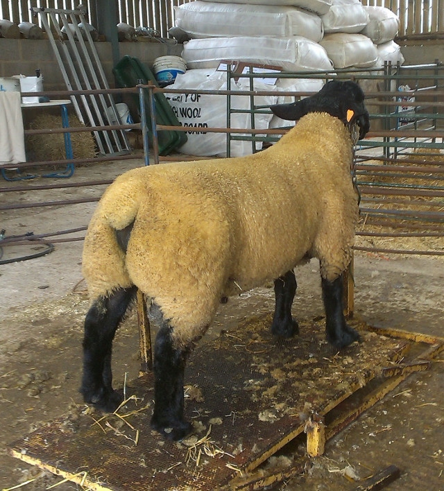Stock Ram - Bentley Sapphire getting ready to win Champion at Ashby Show