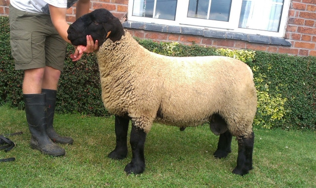 Stock Ram - Bentley Sapphire