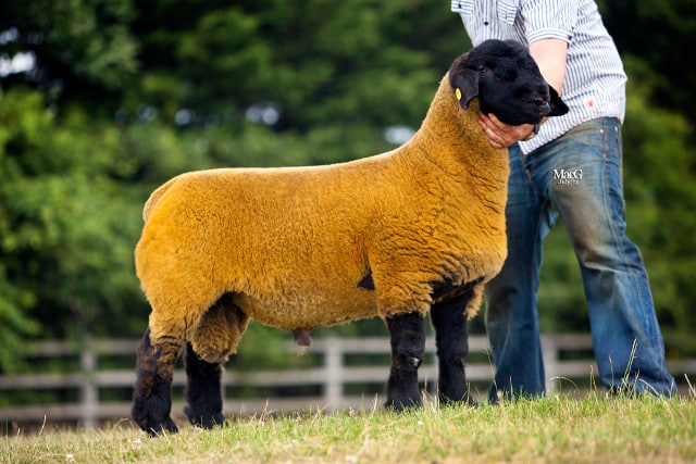 Stock Ram - Donbraid Dubbonet purchased for 2,600gns