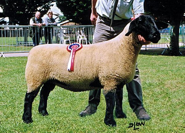 239:C25 Royal Show Champion