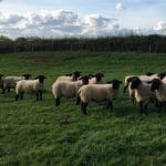 Inlamb ewes for sale now