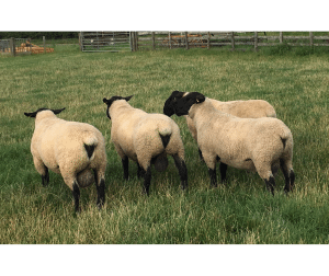 Bentley shearling Rams for sale in 2018