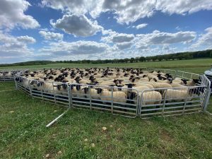 Bentley suffolk sired lambs at 13 weeks old