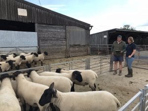 Bentley suffolk sired lambs at 13 weeks old