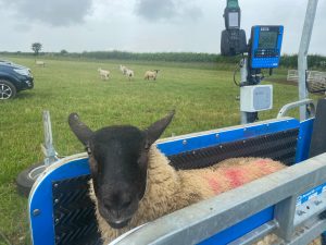 Bentley suffolk sired lambs at 13 weeks old